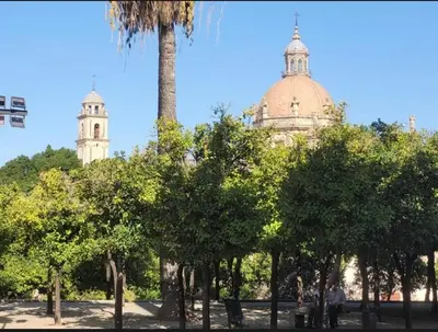 a group of trees and a building with a palm tree at Casa Alzar2 in Jerez de la Frontera