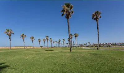 a group of palm trees in a field of grass at Ocean Costa Ballena in Chipiona