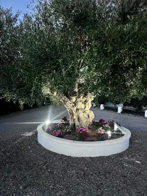 a bonsai tree in a pot of flowers at Casa Chica Boutique in Sanlúcar de Barrameda