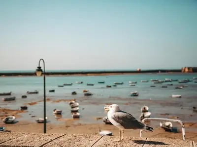 a bird standing on a wall with a body of water at Hidden Gem CADIZ BEACH LOFT by Apartmentsincadiz in Cádiz