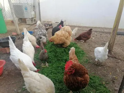 a group of chickens eating grass in a yard at Mis Princesas en Casablanca in Chiclana de la Frontera
