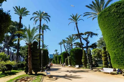 a row of palm trees in a park at Apartamento SERAFÍN de la Caleta in Cádiz