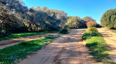 a dirt road with trees on both sides at Studio andalou , campagne , chevaux , piscine commune in Arcos de la Frontera